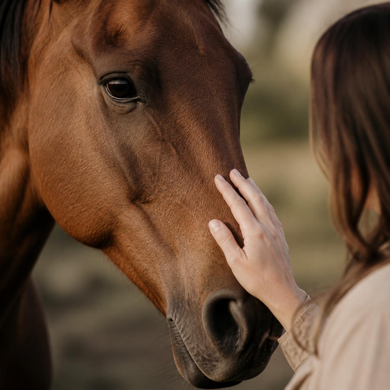 A woman's hand resting gently on a calm horse's muzzle